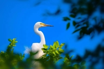 中白鹭