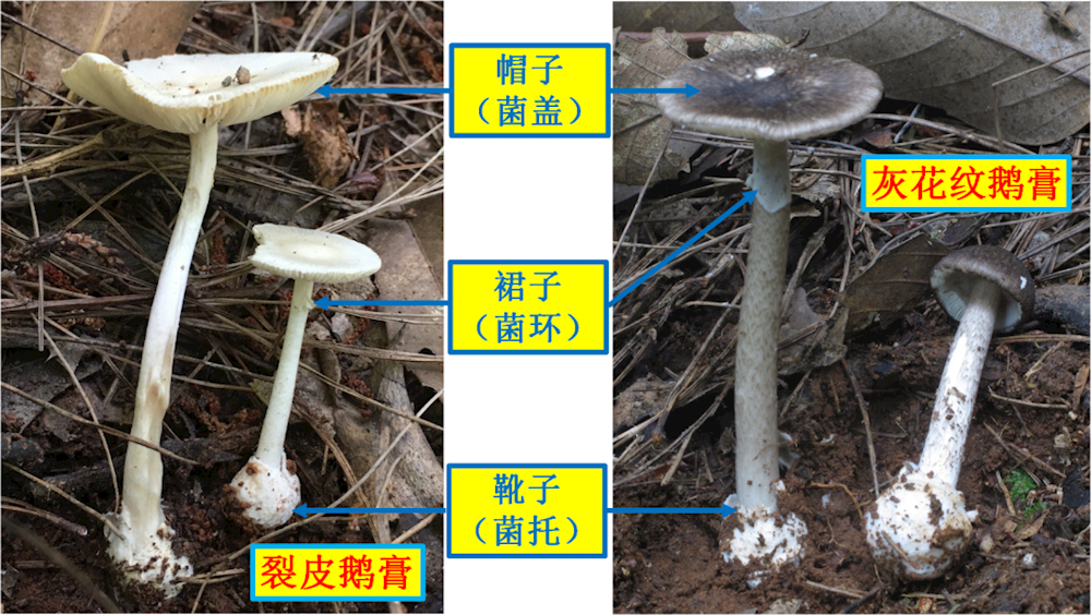 a23134c1b81749b98c427f50995f916a.png