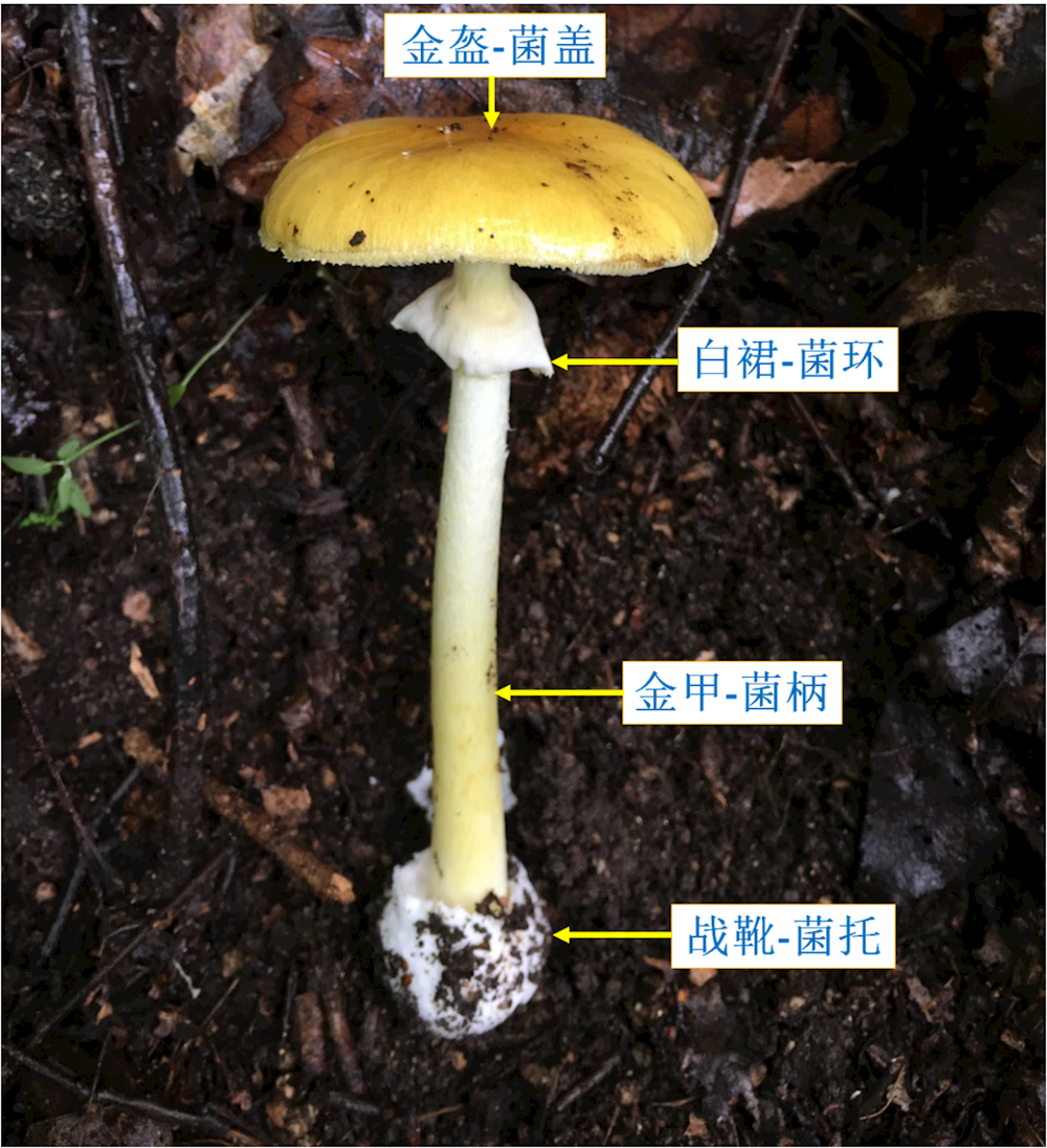 e4a32ca7b6564e91a715186b852f65f3.png