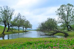 流花芳菲四月天